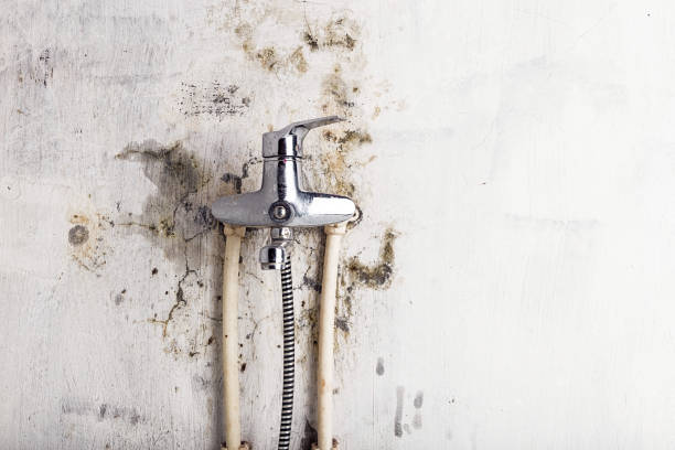 Best Localized Mold Remediation (e.g., coastal areas, humid climates) in Tunnel Hill, GA