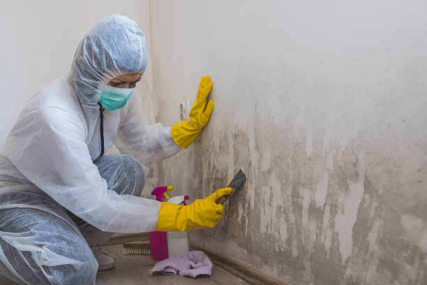 Professional Mold Remediation in Tunnel Hill, GA